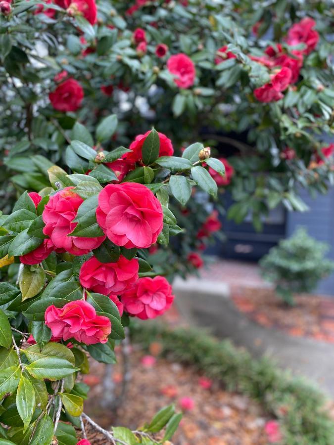 Carriage House 2 Bdrm At Camellia Cottages In Historic Summerville, Sc מראה חיצוני תמונה